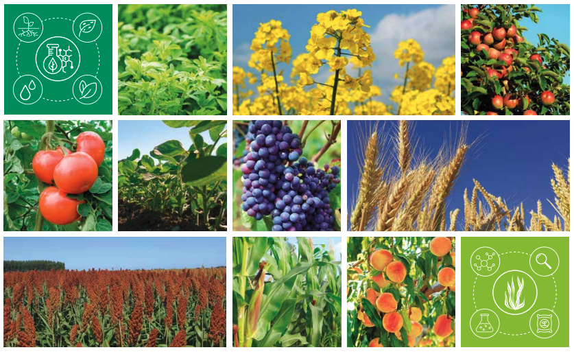 ¿Qué son los Bioestimulantes?