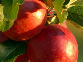 Frutales