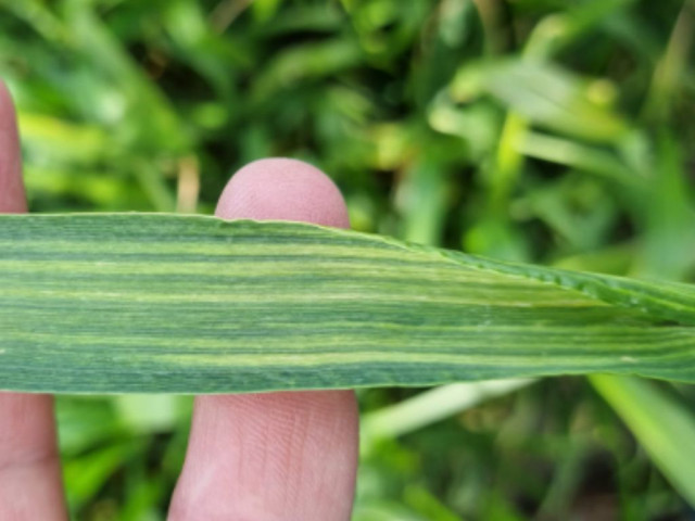 Deficiencia de Zinc