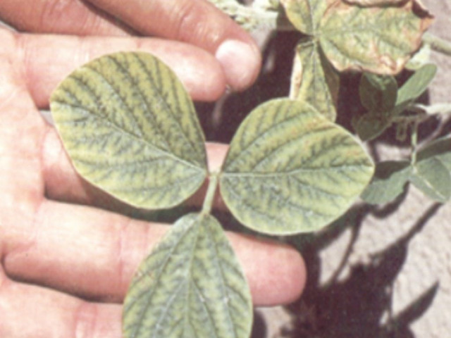 Deficiencia de Zinc