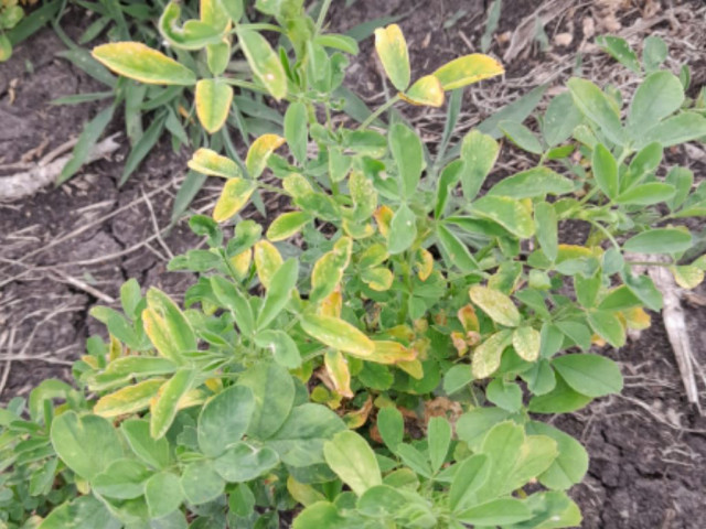 Alfalfa deficiencia de Potasio