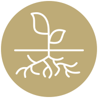 Enraizantes